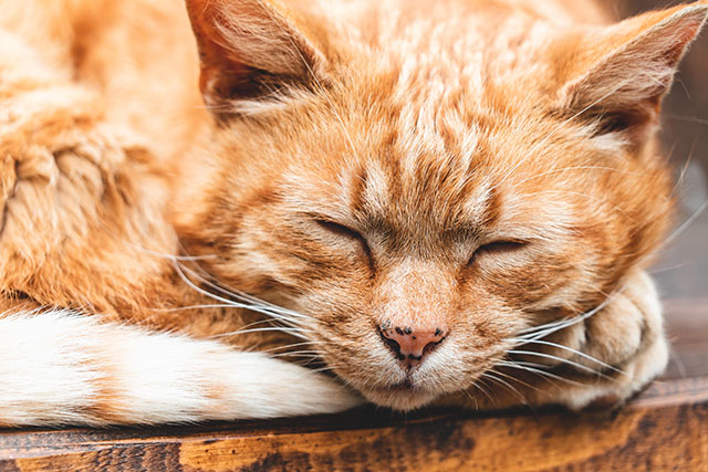  sleeping ginger cat picjumbo com